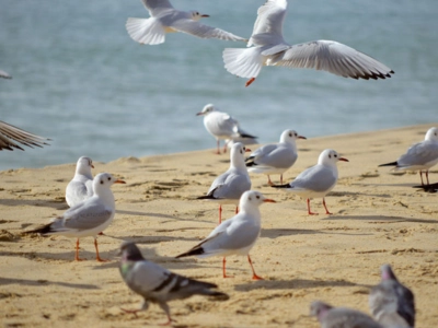 Birding