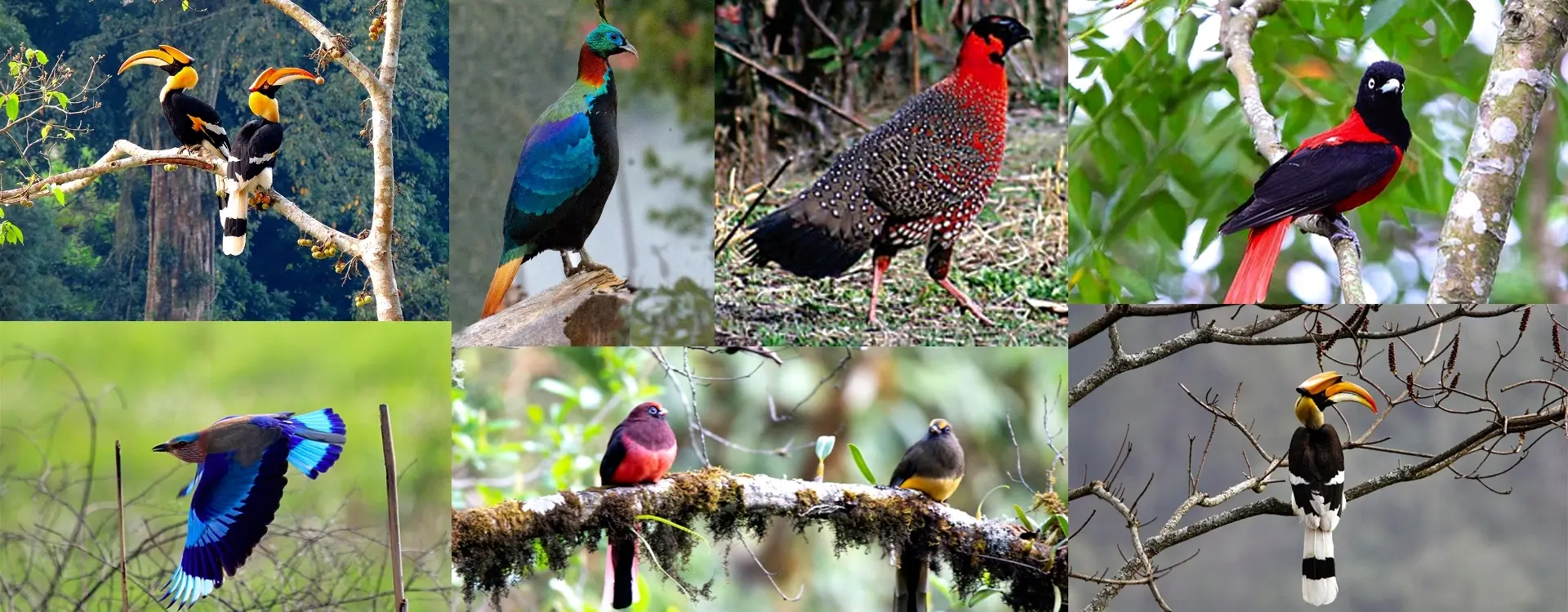 bhutan-top-bird-watching-spots