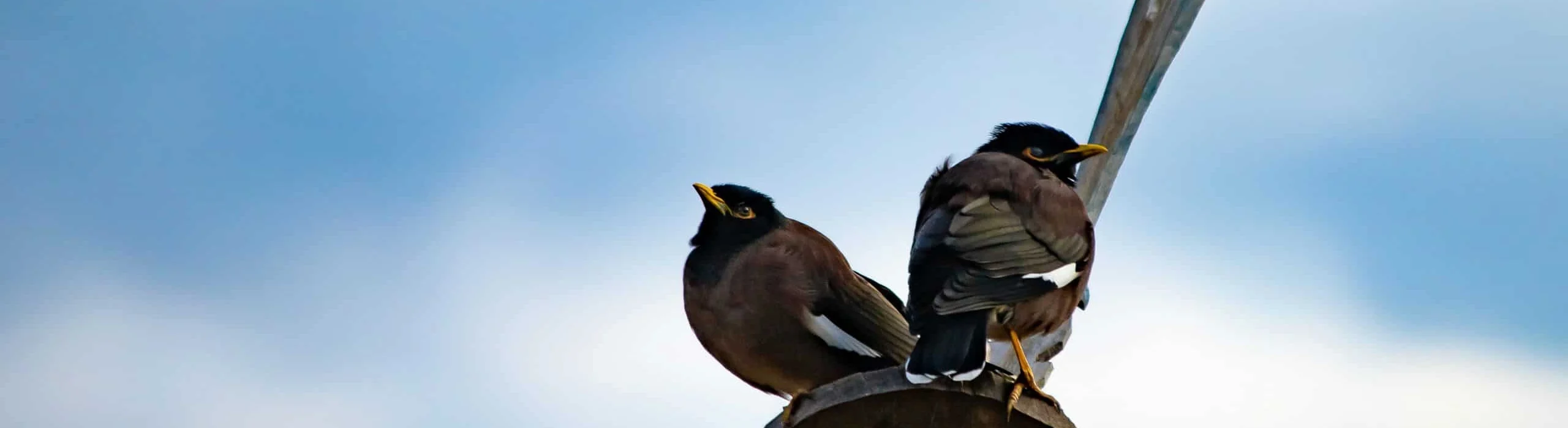 birds-on-prayer-flag-scaled (1)