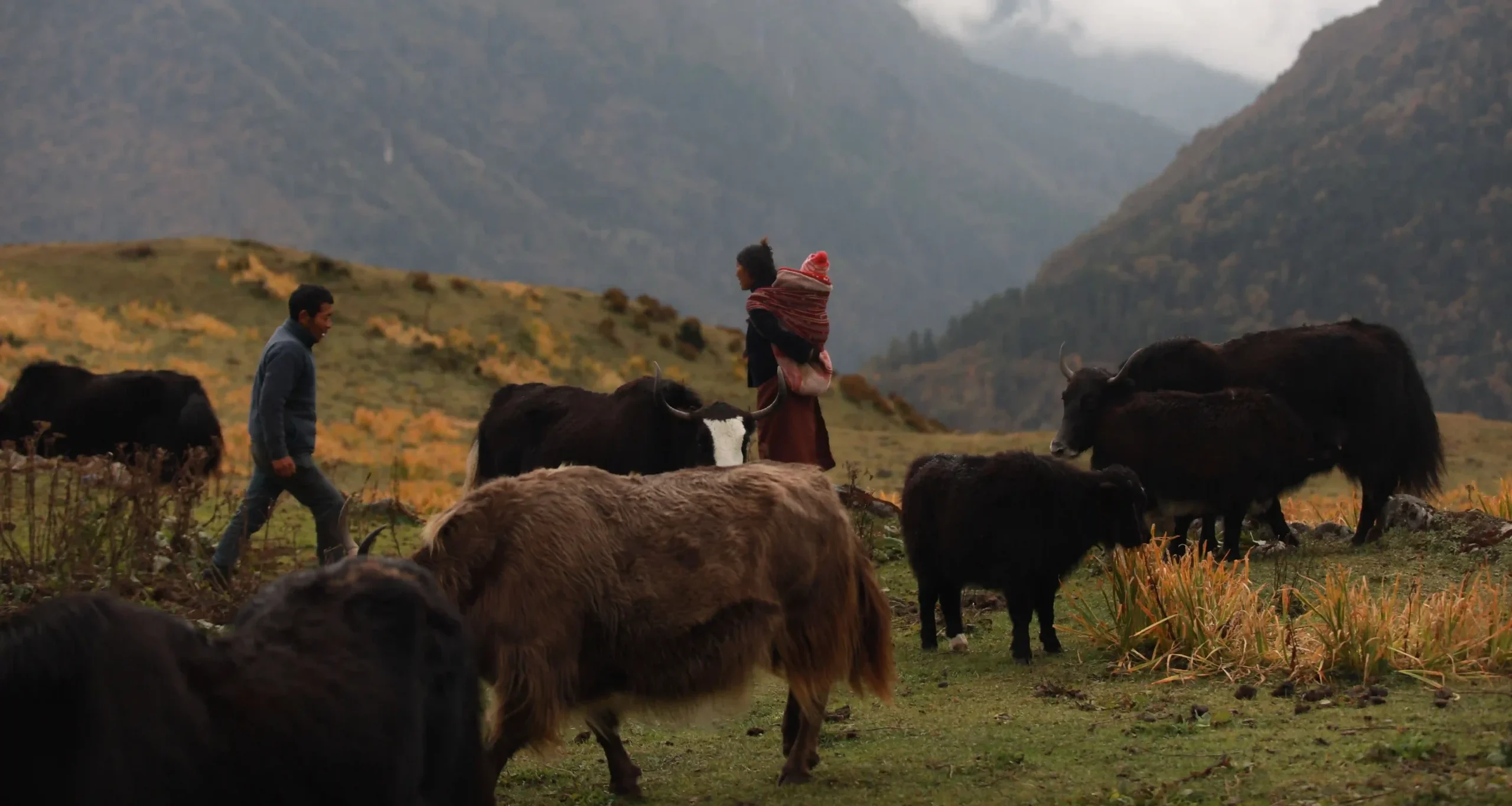 undp-bhutan-yaks-laya-dec-2024