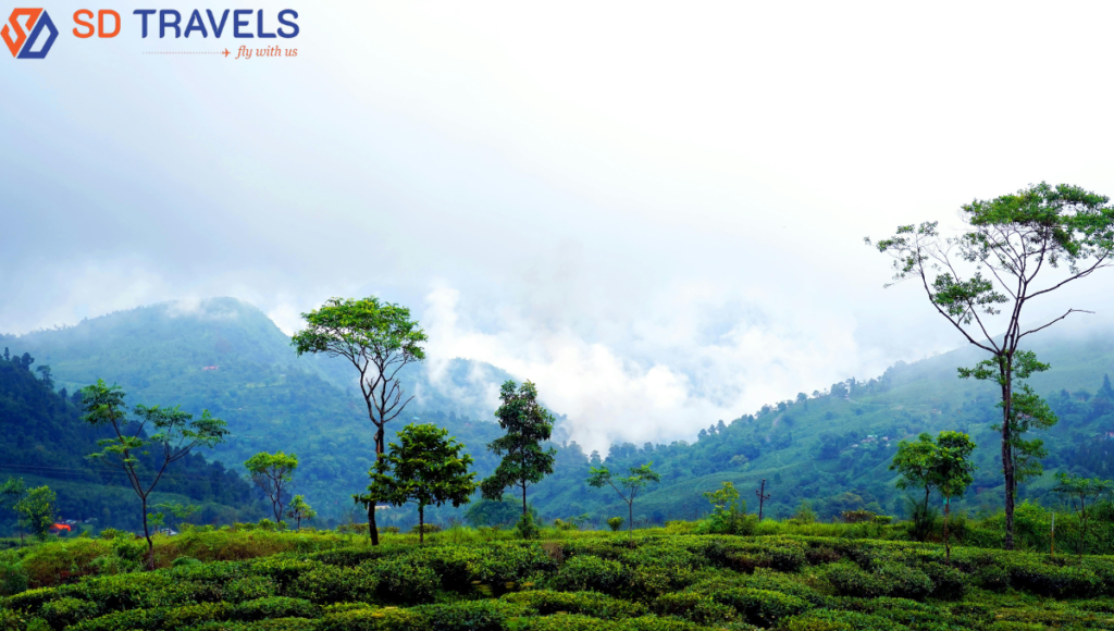 Darjeeling Package from Delhi