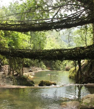 Living_root_bridges,_Nongriat_village,_Meghalaya2