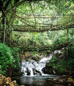 double-decker-living-root-bridge-cherrapunjee-meghalaya-city-ff