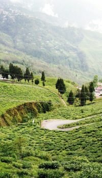 happy valley tea estate