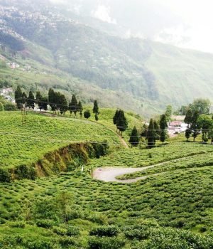 happy valley tea estate
